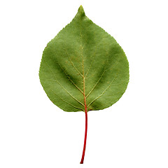 Image showing Apricot leaf