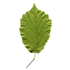 Image showing Hazelnut leaf