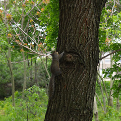 Image showing Squirrel