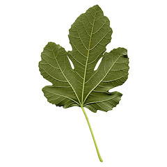 Image showing Fig leaf