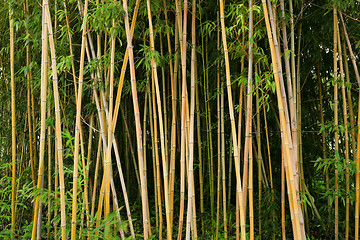 Image showing bamboo