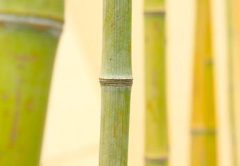 Image showing bamboo