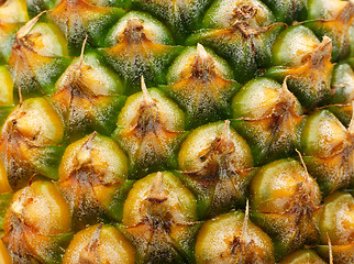 Image showing pineapple pine