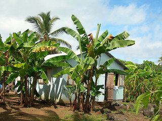 Image showing house banana trees corn island nicaragua