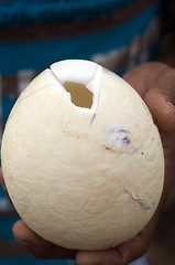 Image showing fresh coconut peeled ready for food preparation