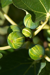 Image showing Fig tree