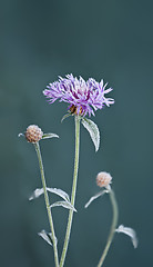 Image showing flower on ice