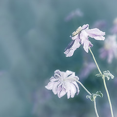 Image showing flower on ice