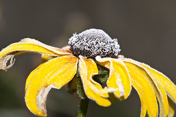 Image showing flower on ice