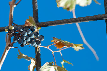 Image showing Vine tendril