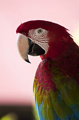 Image showing Colorful parrot.