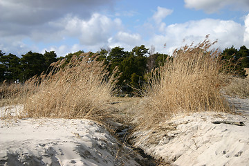 Image showing beach