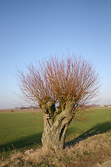 Image showing pile tree in sweden
