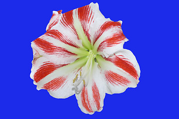 Image showing flower