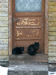 Image showing Cats