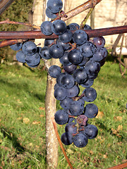 Image showing Grapes