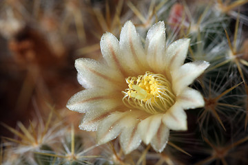 Image showing Cactus in Bloom