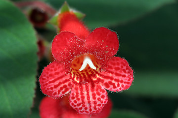 Image showing Flower