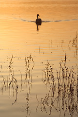 Image showing Swan at Sunset