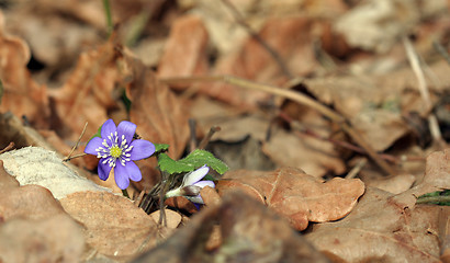 Image showing Flower of Spring