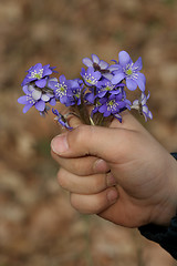 Image showing Spring Flowers
