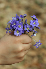 Image showing Spring Flowers