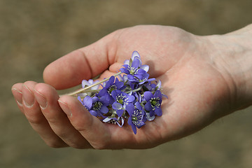 Image showing Spring Flowers