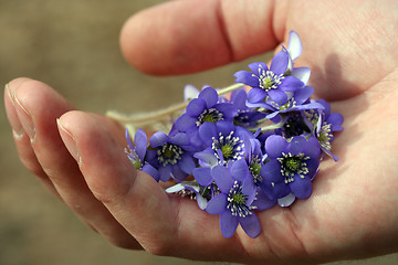 Image showing Spring Flowers