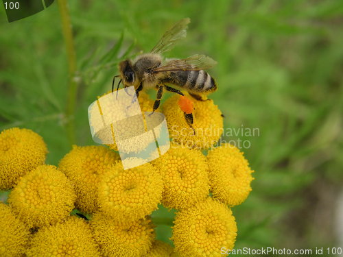 Image of Bee from Emden 03.08.2003