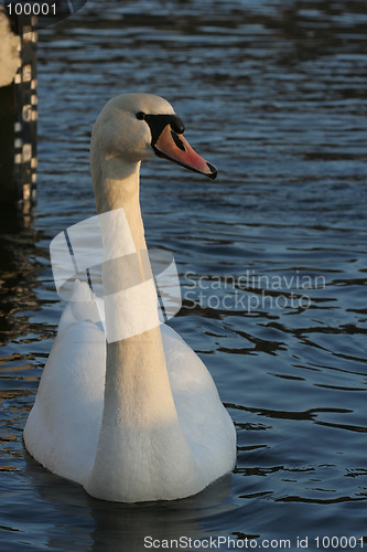 Image of Swan