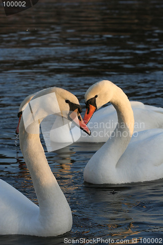 Image of Swans