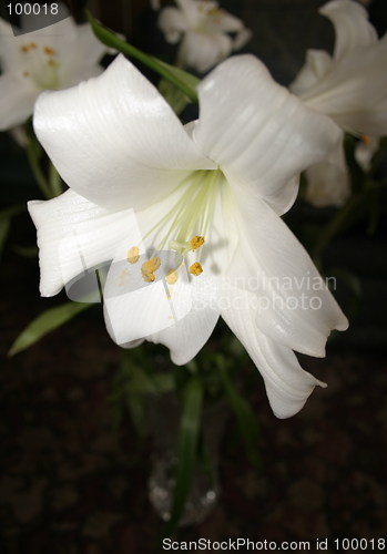 Image of white lily