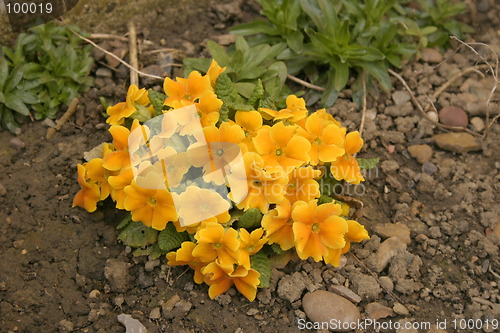 Image of yellow primula