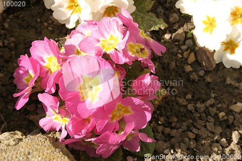 Image of pink primula