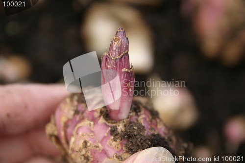 Image of lily bulb sprouting