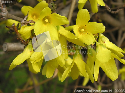 Image of forsythia flower