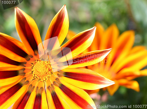 Image of gazania  tiger daybreak