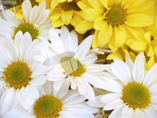Image of daisies - chrysanthemum maximum