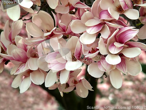 Image of magnolia tree blooming in Spring