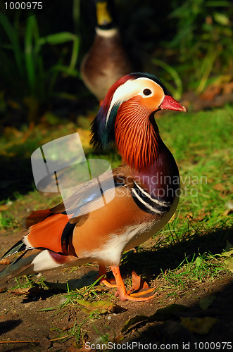 Image of Mandarin duck