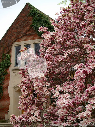 Image of magnolia tree by a church