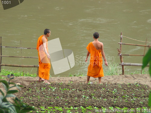 Image of Buddhist monks. Luang Prabang. Laos