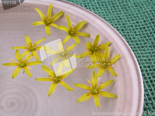 Image of floating spring flowers