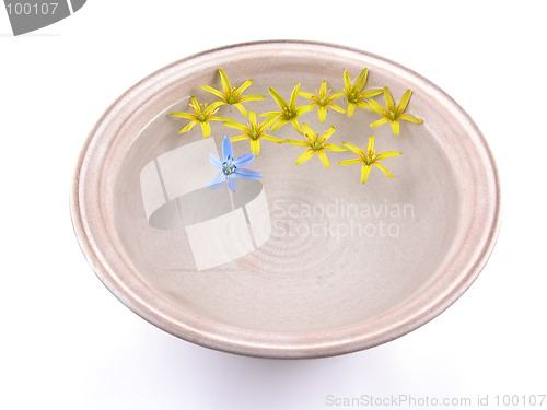 Image of floating spring flowers
