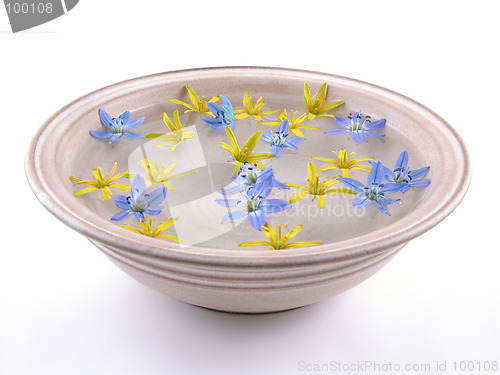 Image of floating spring flowers