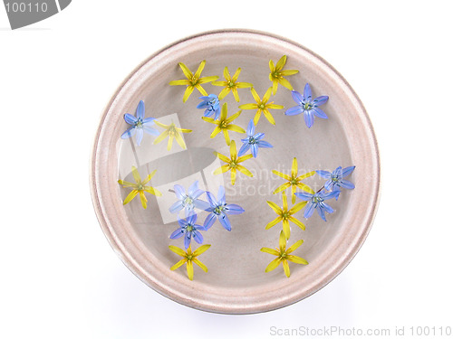 Image of floating spring flowers