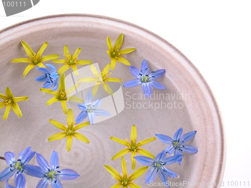 Image of floating spring flowers