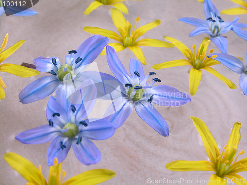 Image of floating spring flowers