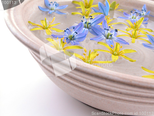 Image of floating spring flowers