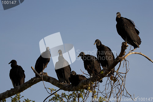 Image of Vultures roosting